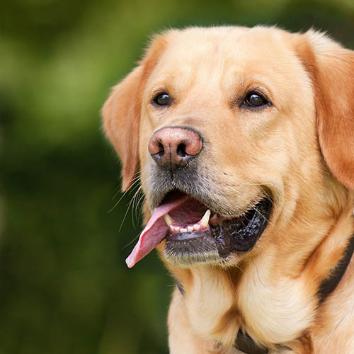 un chiot soin pharmacie des Gobelins